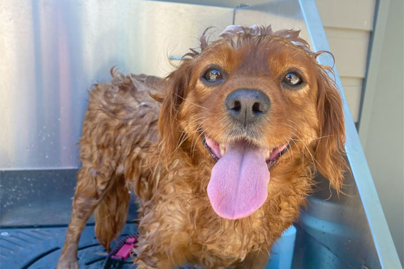 DIY Dog Washing