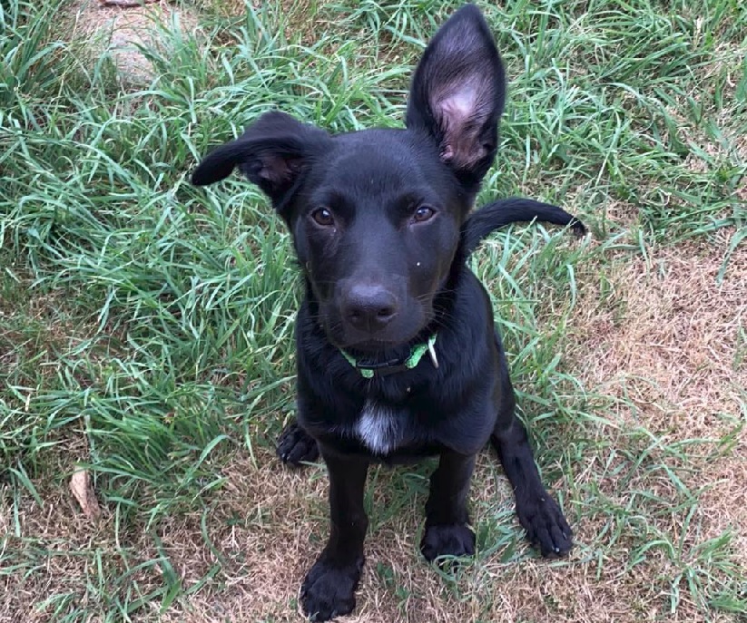 Pet Friendly Cabins, Caravan & Campsites in the Yarra Valley