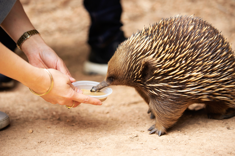 echidna eating at healesville sanctuary